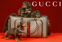 Gucci - Dog Photo Contest