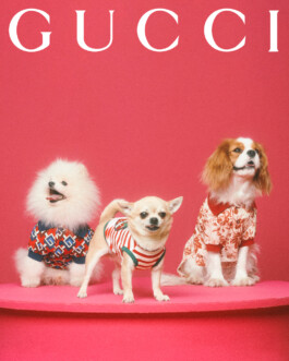 MAX SIEDENTOPF Gucci Pets