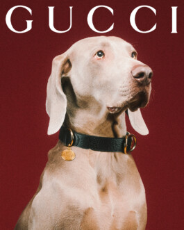 Gucci for pets lands with adorable portraits from Max Siedentopf