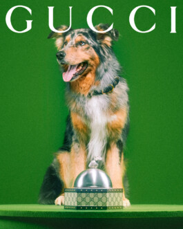 Gucci for pets lands with adorable portraits from Max Siedentopf