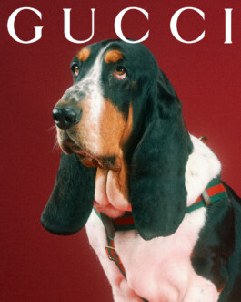 Gucci for pets lands with adorable portraits from Max Siedentopf